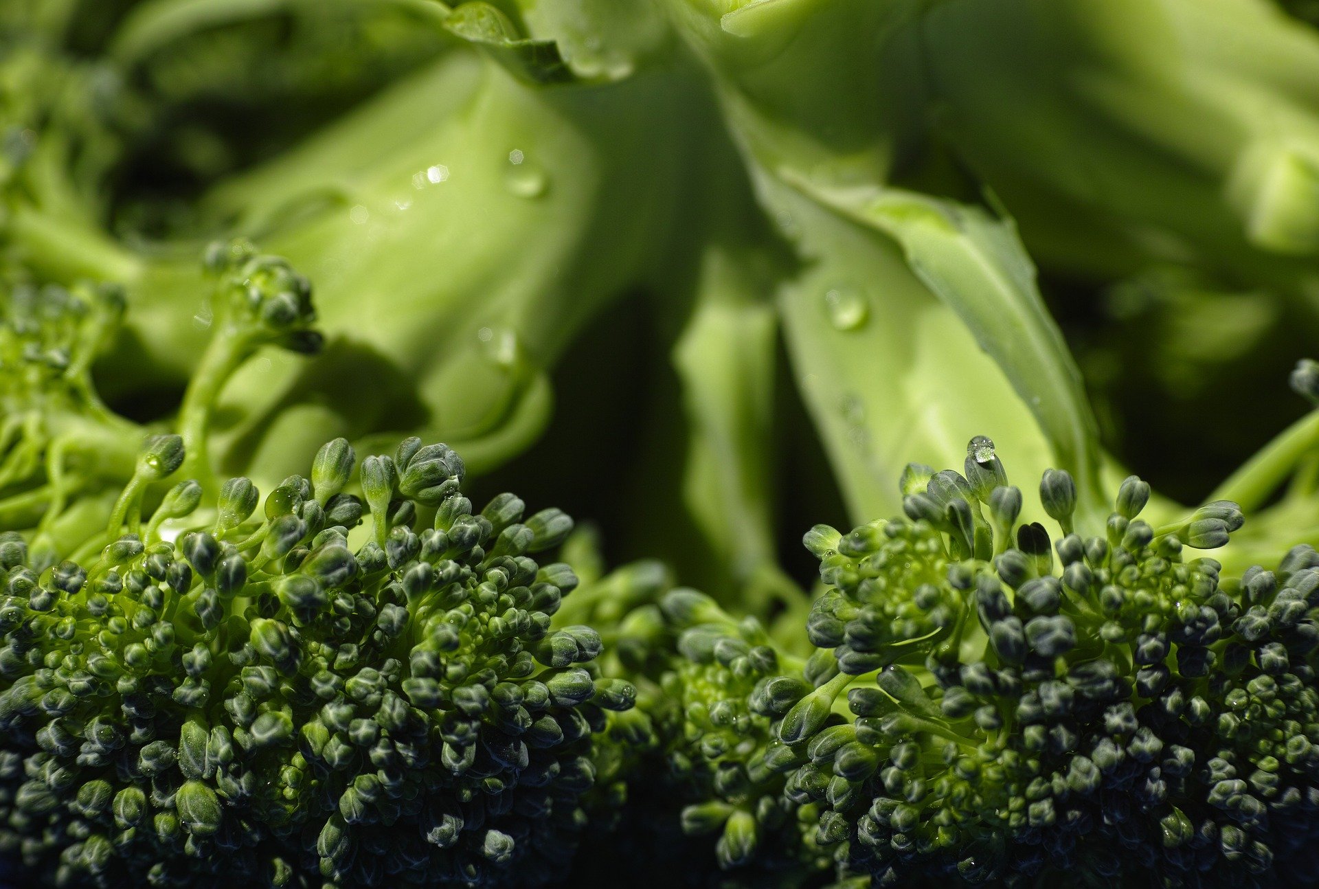 Brokolinin Sağlık Açısından Değerleri
